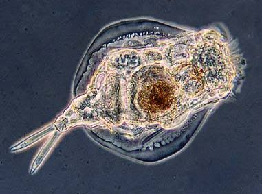 DOSING ROTIFERS