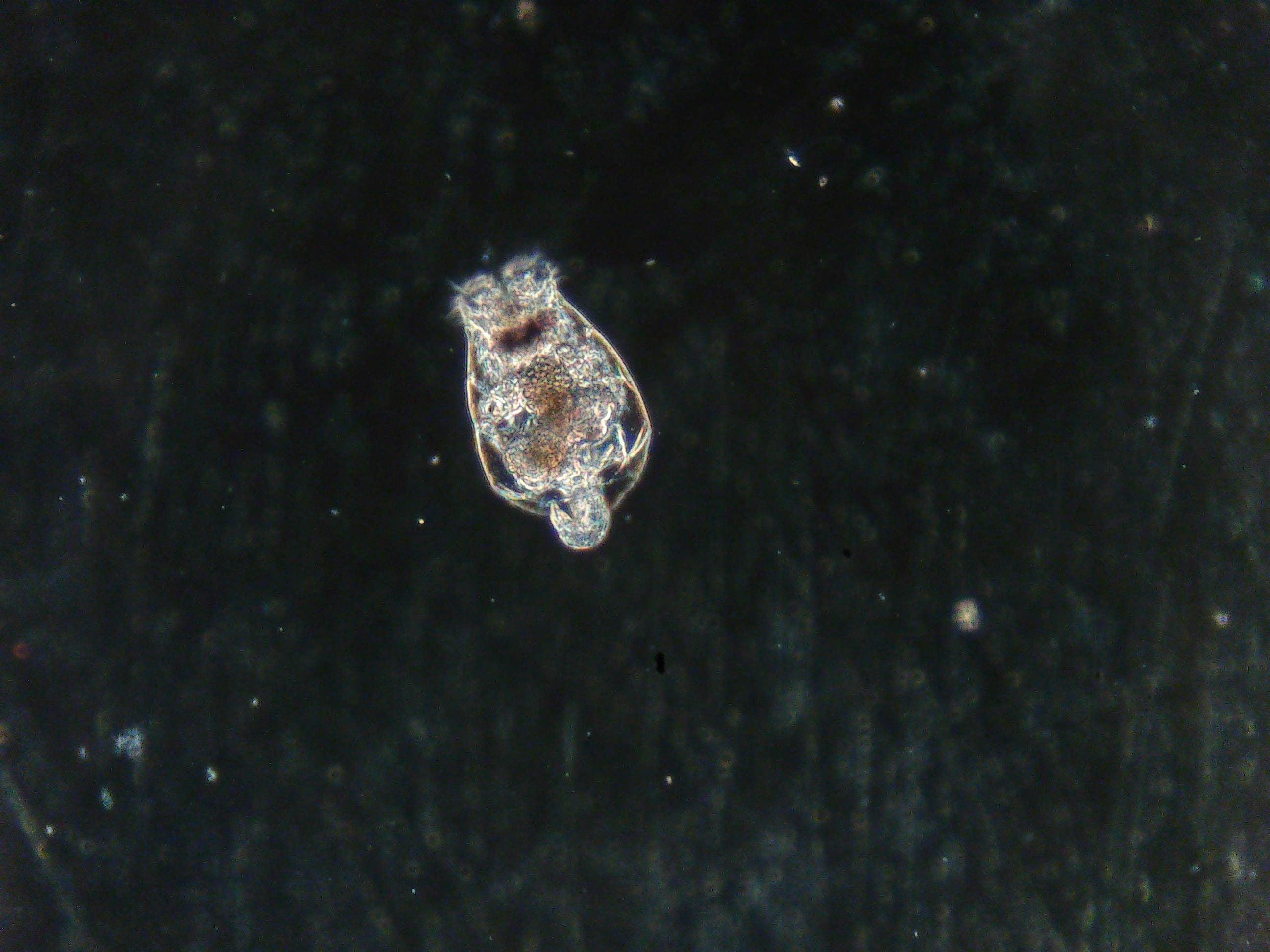 LIVE ROTIFERS