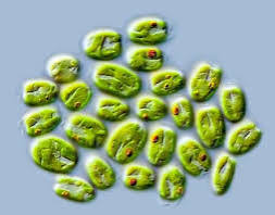 Tetraselmis Chuii "starter culture"