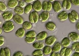 Nannochloropsis australis "round cells culture"