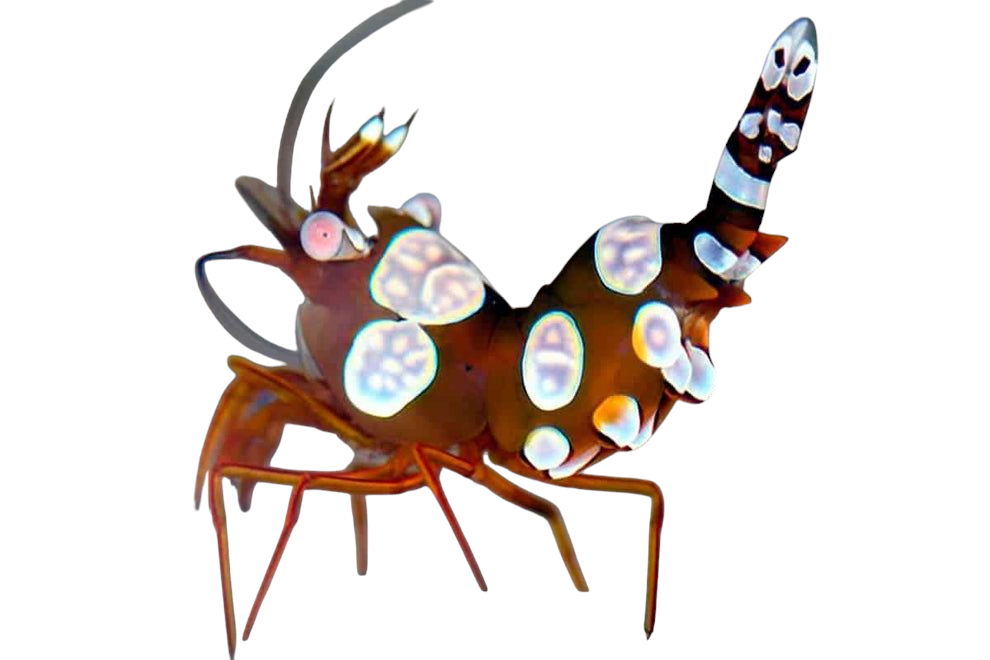 Sexy Shrimp- Anemone shrimp