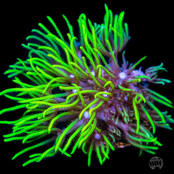 GSP "Green star polyps"