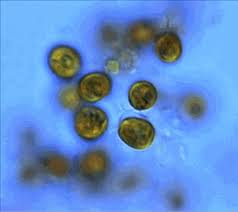 Tisochrysis lutea "starter culture"