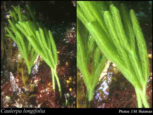 Caulerpa Longifolia - Macro algae