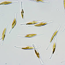 Phaeodactylum Tricornutum "starter culture"