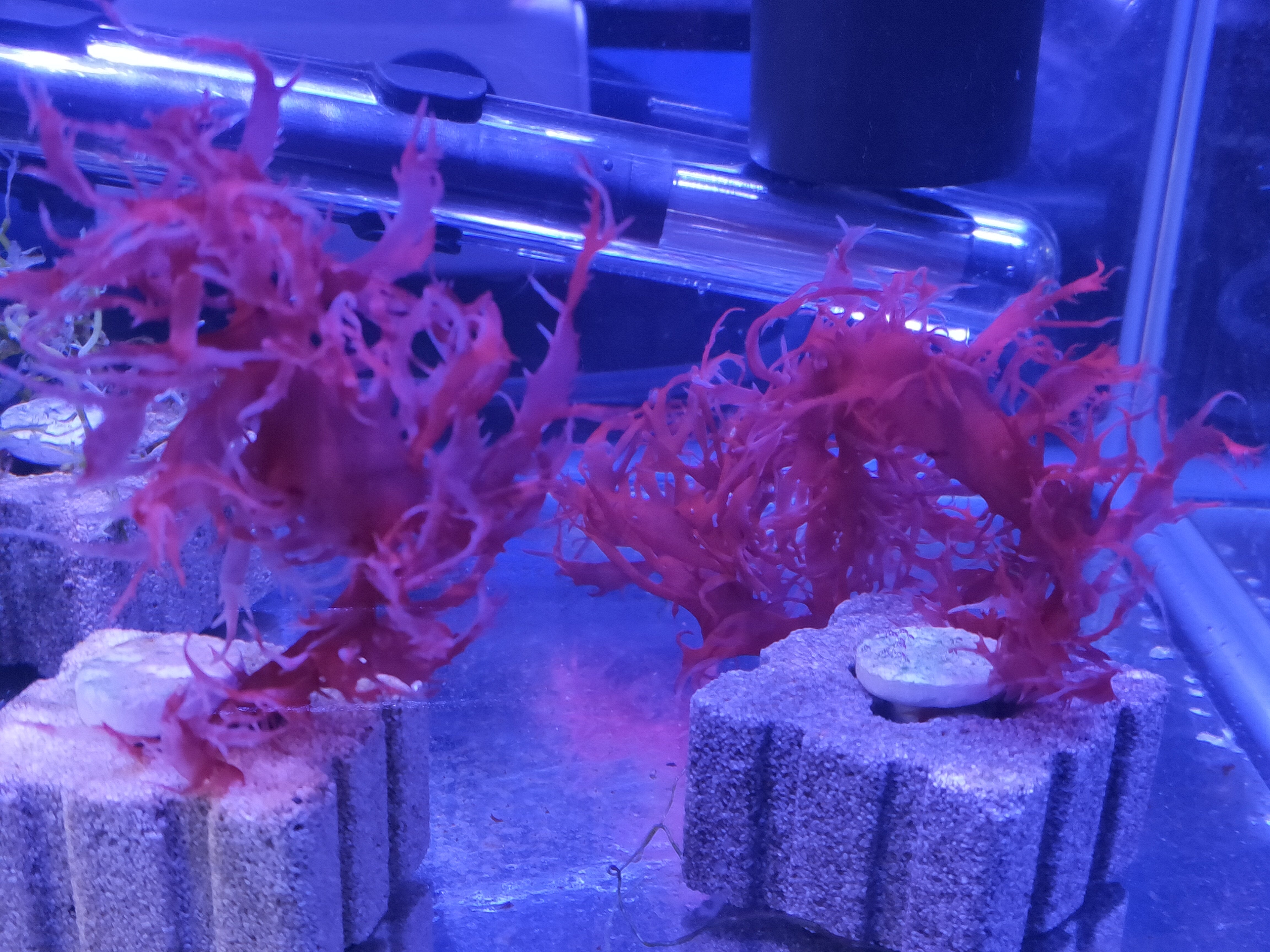 Pseudofloresii - Macro algae