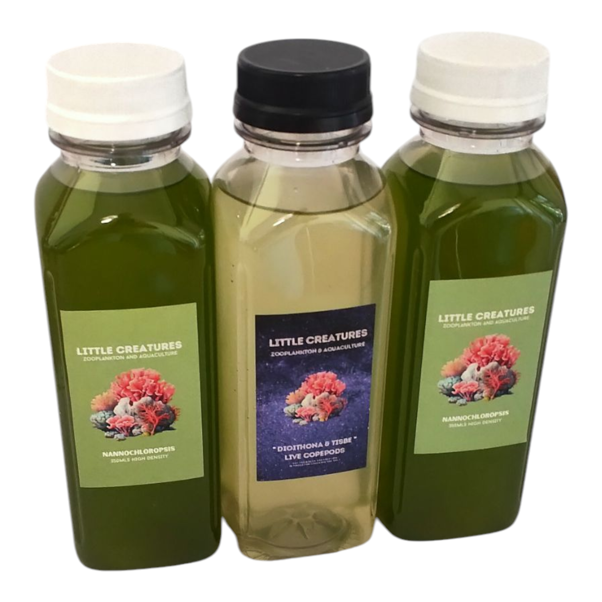 FRAGARAMA DOOR PRIZE