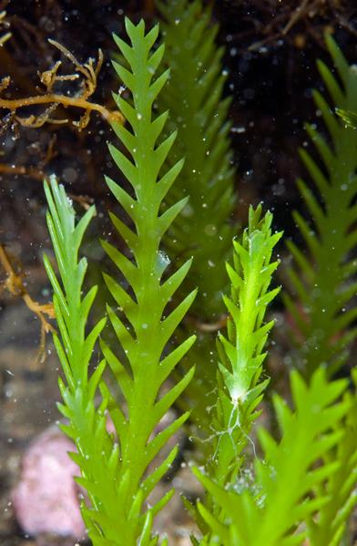Caulerpa Remotifolia - Macro Algae