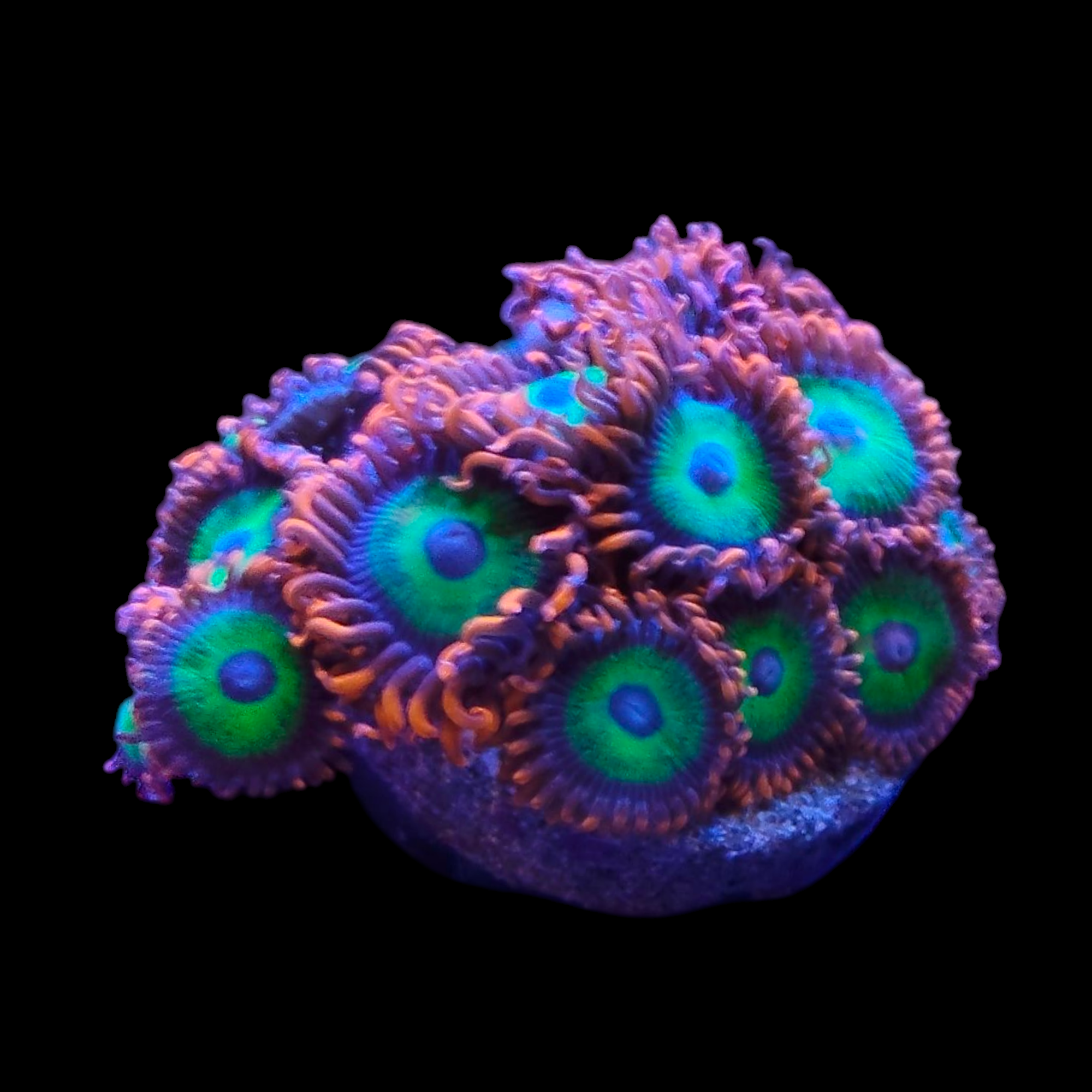 Emerald on fire Zoas