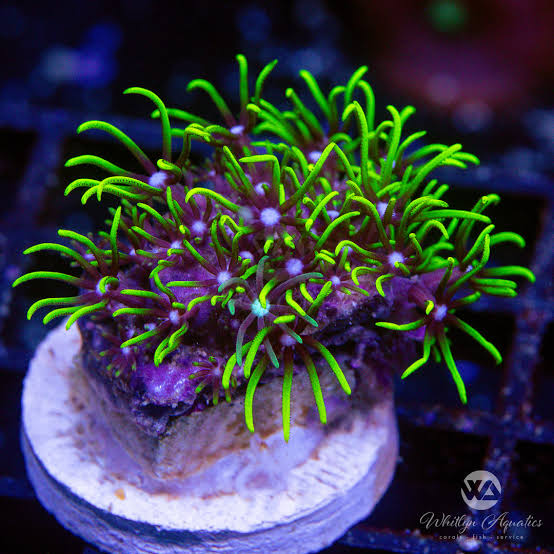 GSP "Green star polyps"