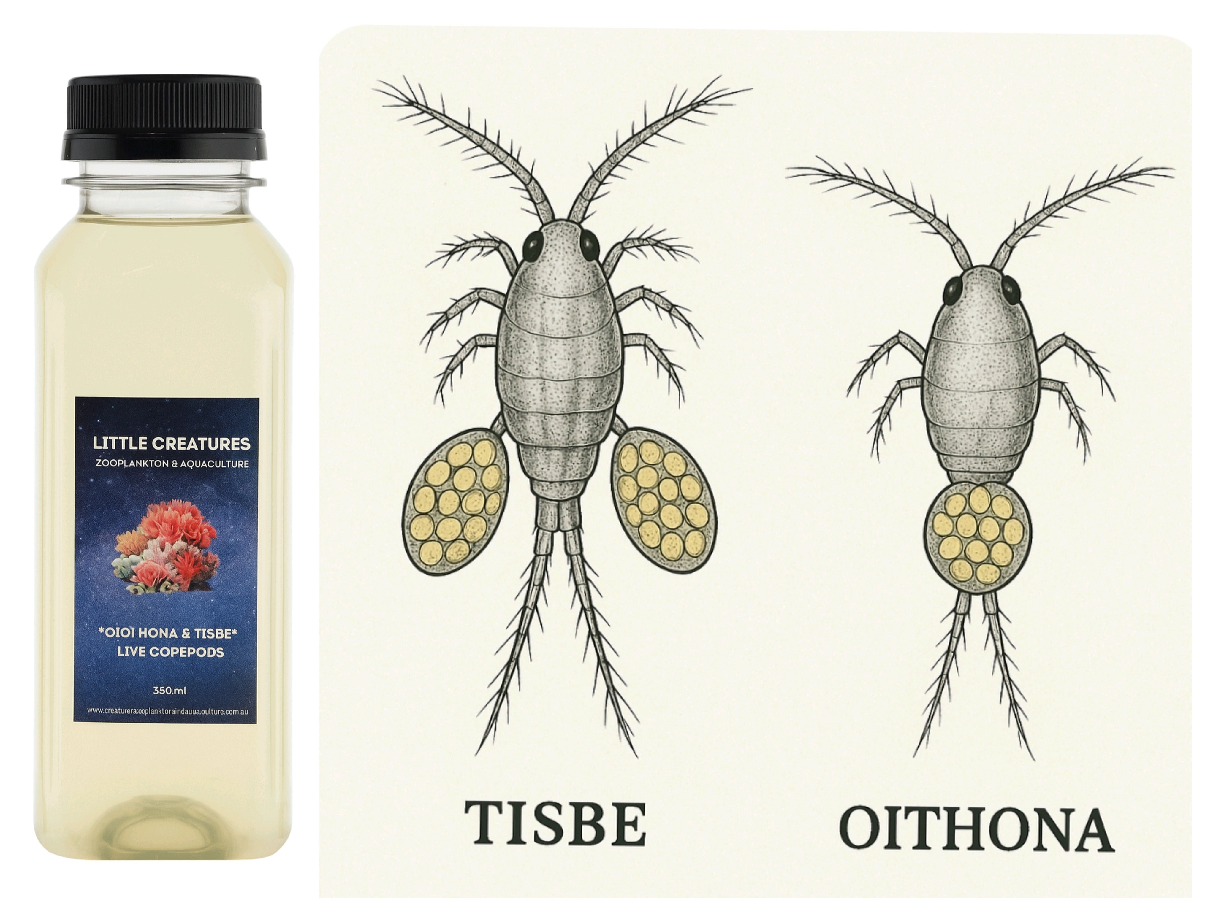TISBE + OITHONA LIVE COPEPODS