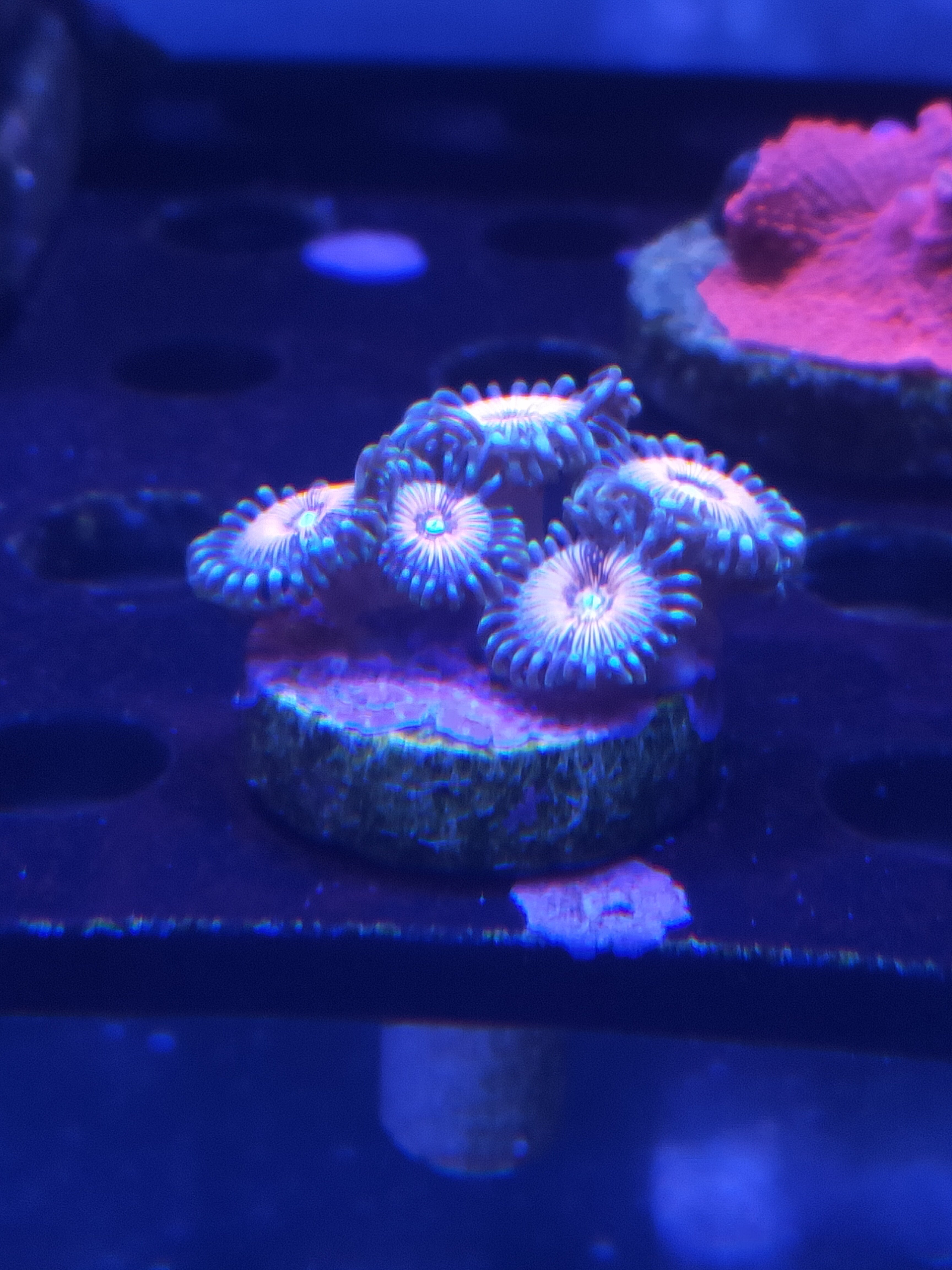 DRAGON SLAYER ZOANTHID