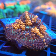 Rhodactis Sunkist Bounce