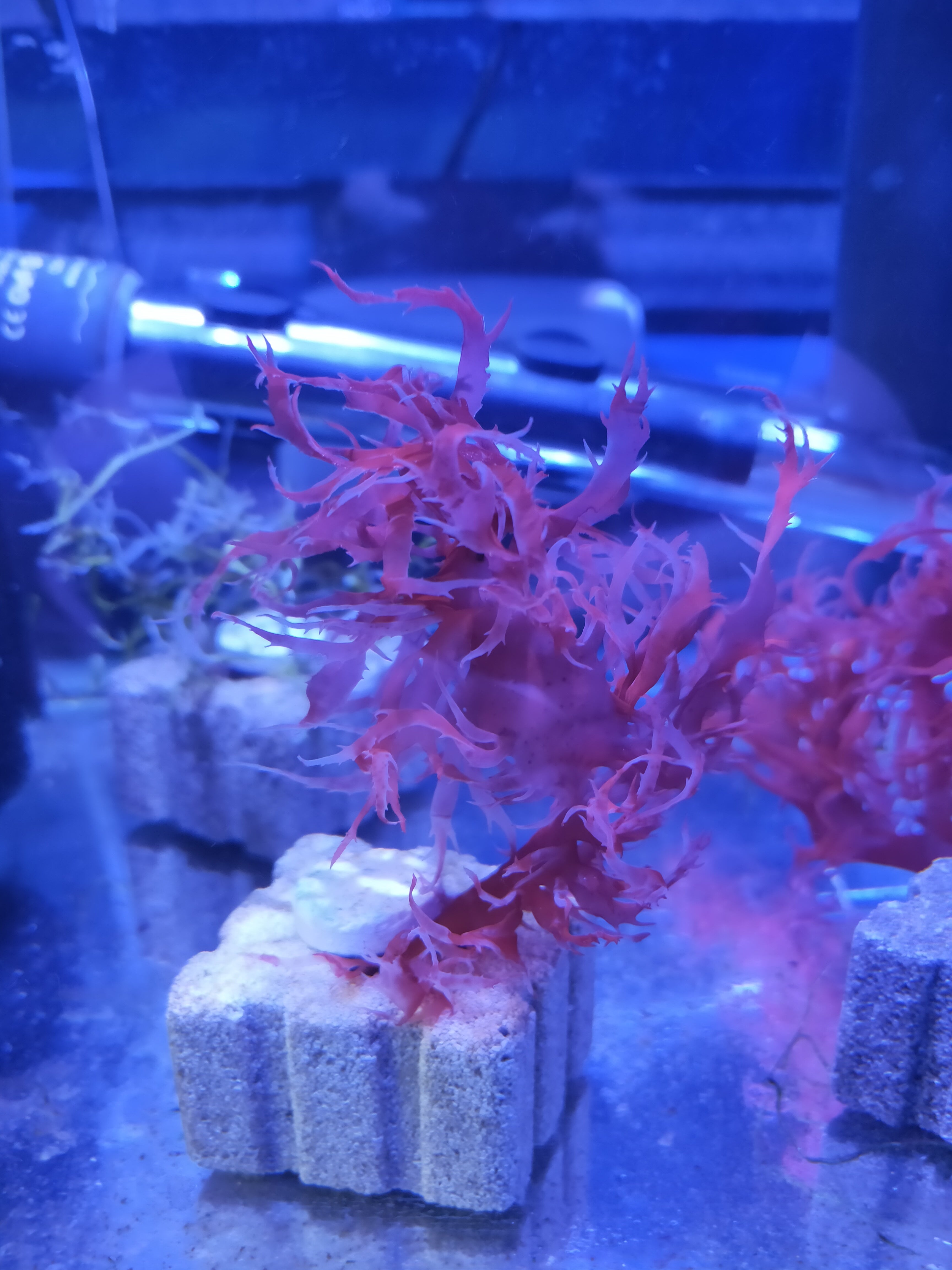 Pseudofloresii - Macro algae