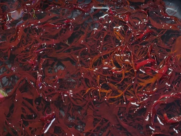 Halymenia durvillei - dragons breath