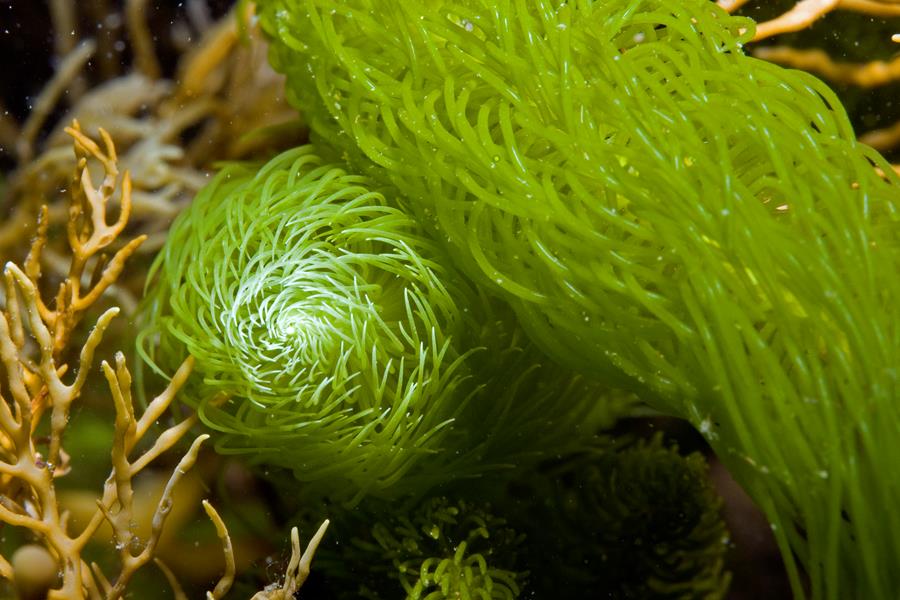 Caulerpa Longifolia - Macro algae