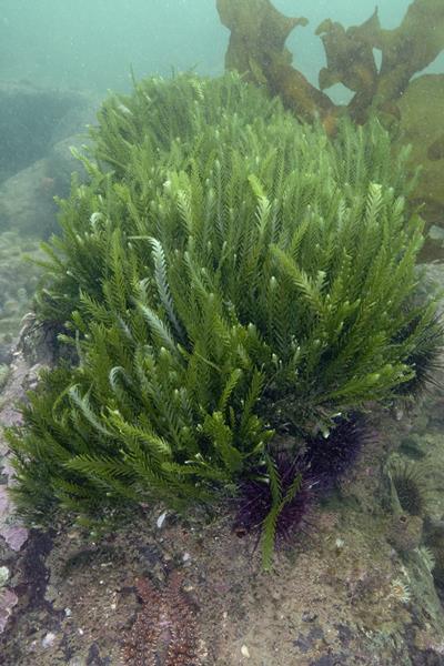 Caulerpa Remotifolia - Macro Algae