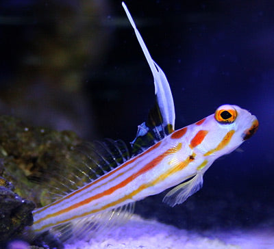 YASHA SHRIMP GOBY