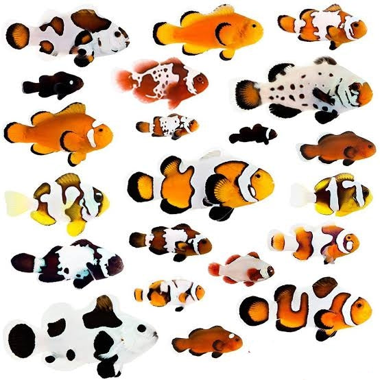 Designer Clownfish- PAIRS- CAPTIVE BRED