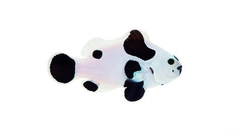 Designer Clownfish- PAIRS- CAPTIVE BRED