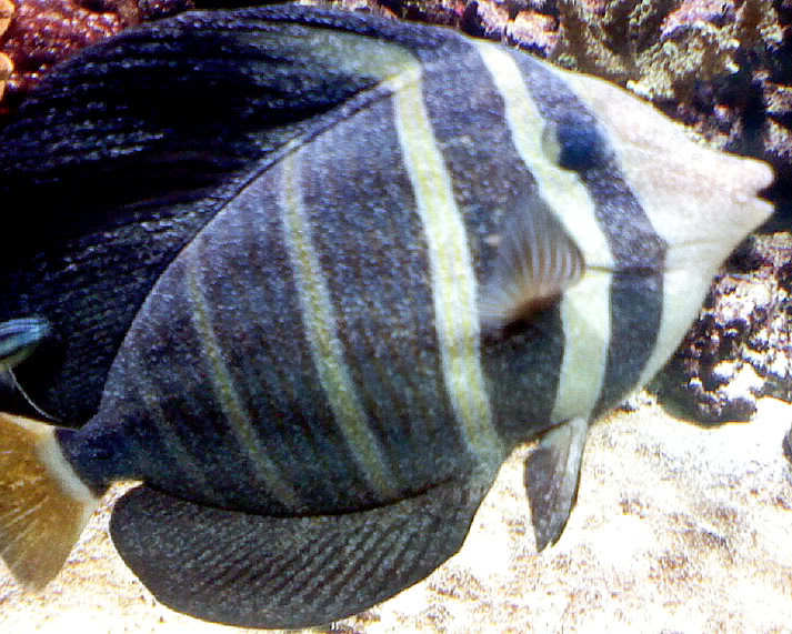 Copper treatment, marine fish.
