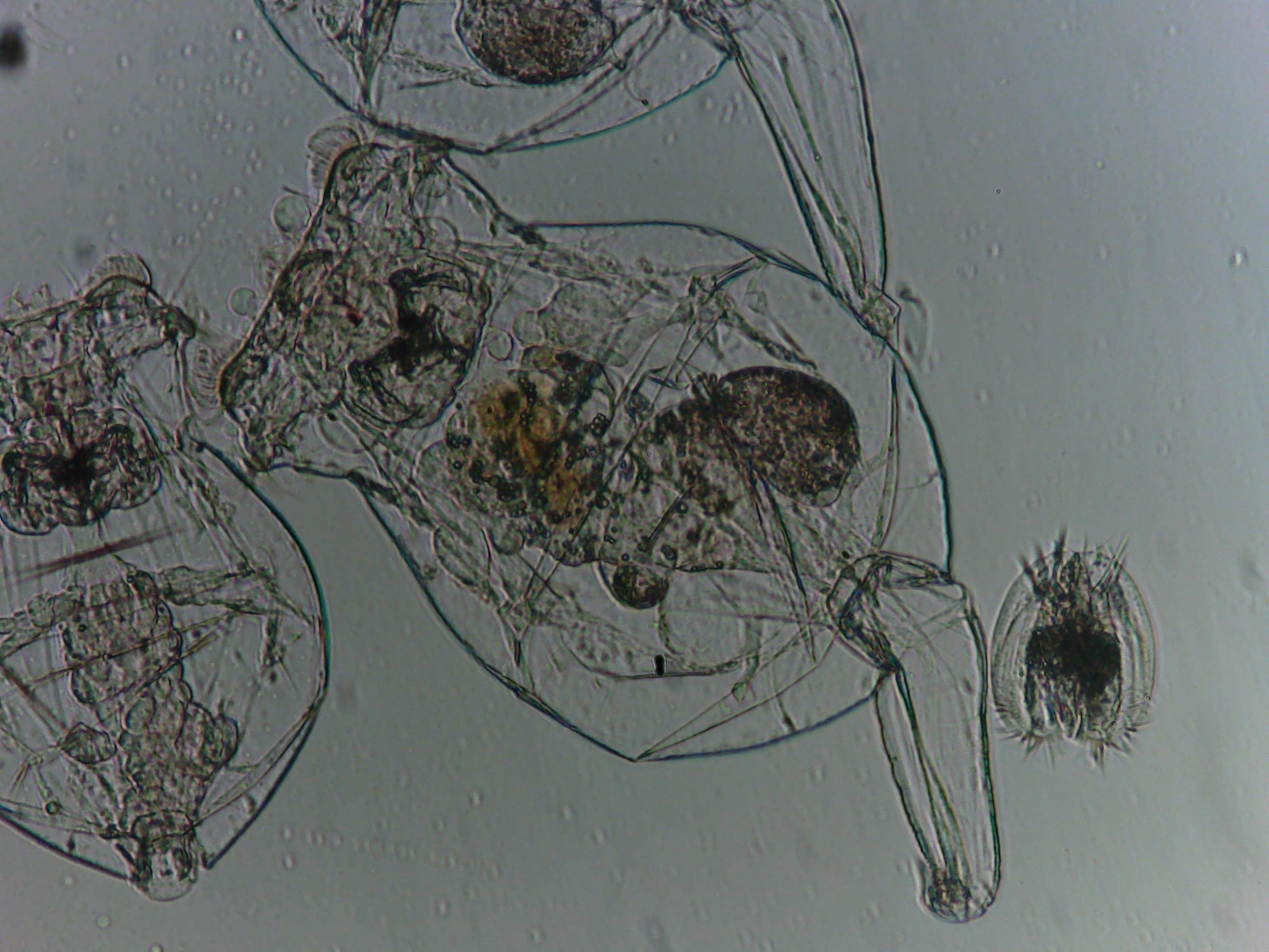 Live Rotifers
