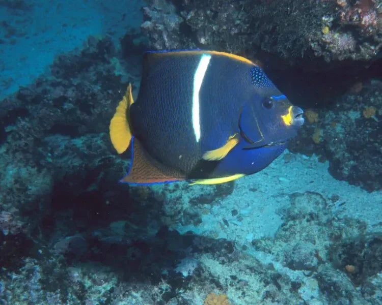 Holacanthus passer