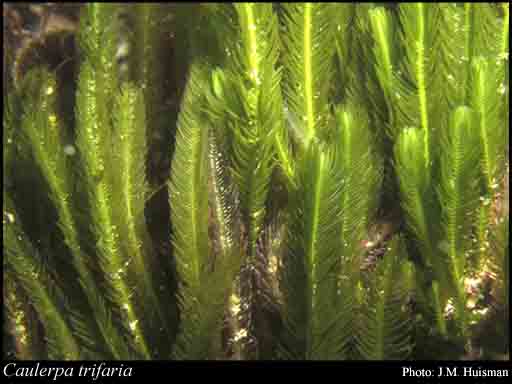 Caulerpa Trifaria - Macro Algae