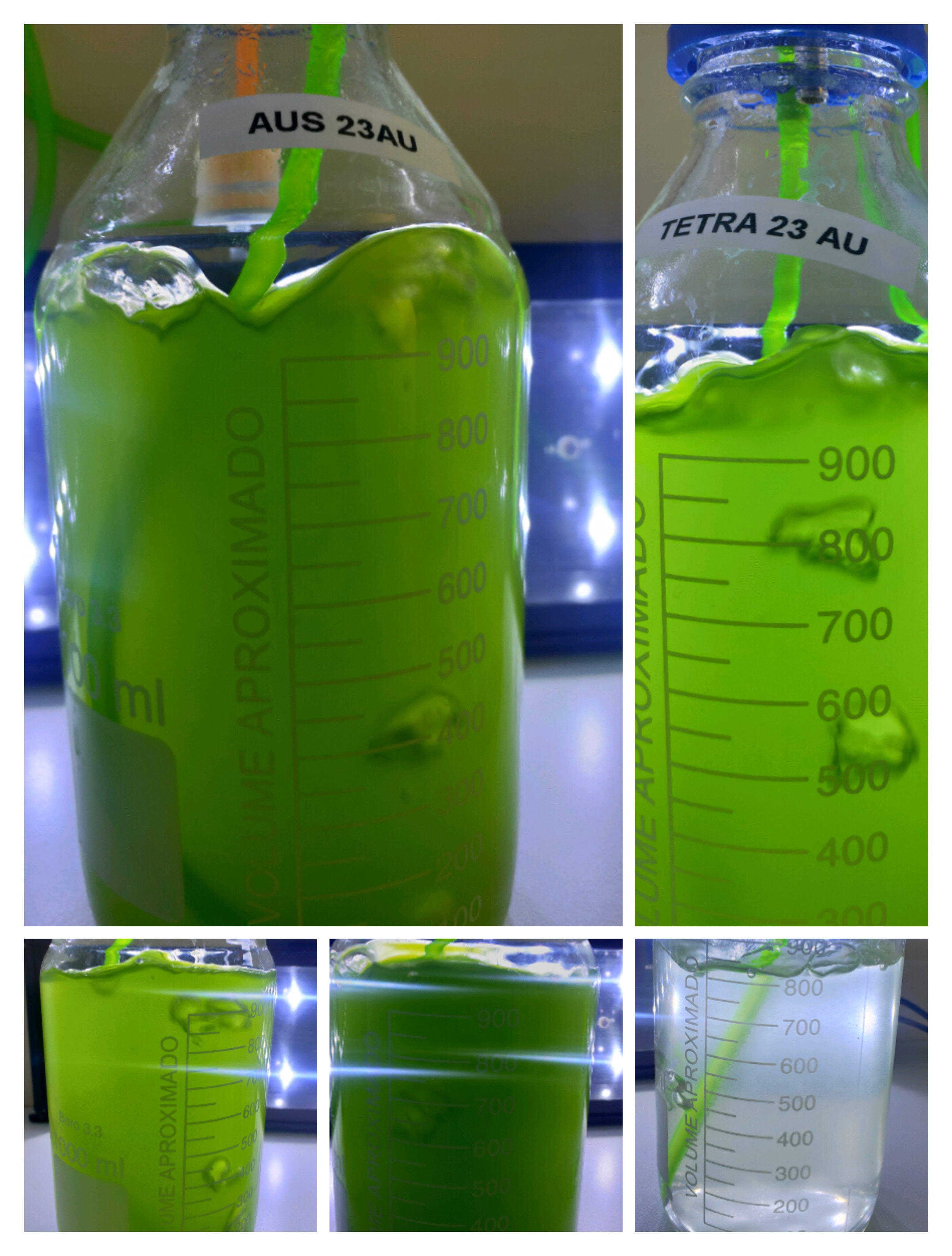 250 MLS-STARTER CULTURE-PHYTOPLANKTON