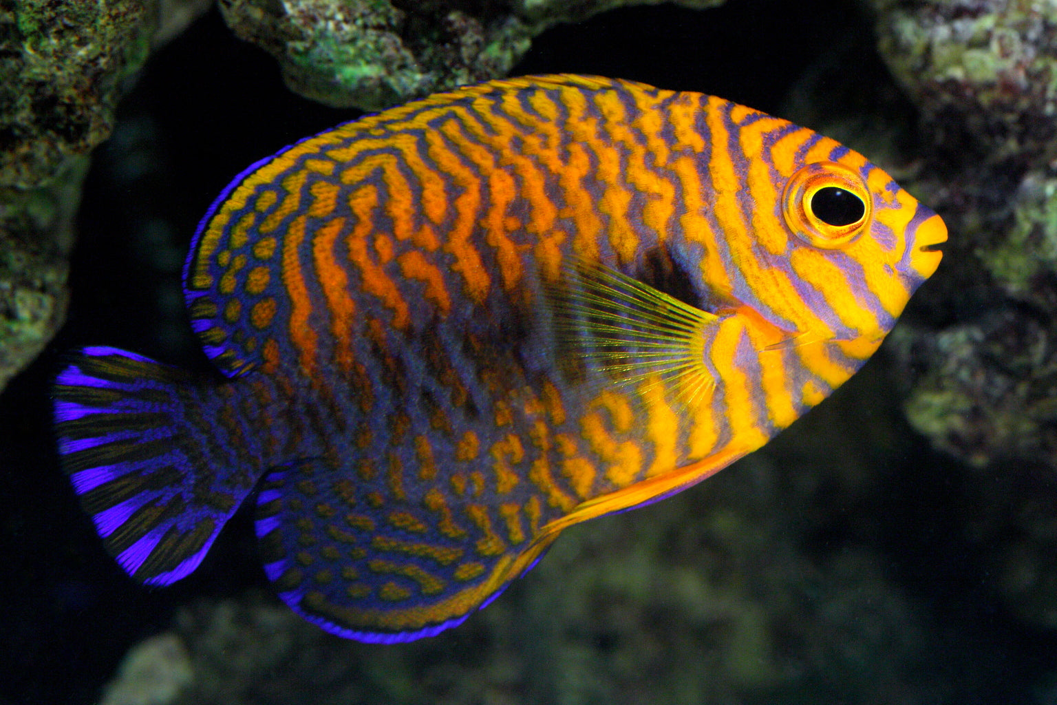 POTTERS ANGELFISH