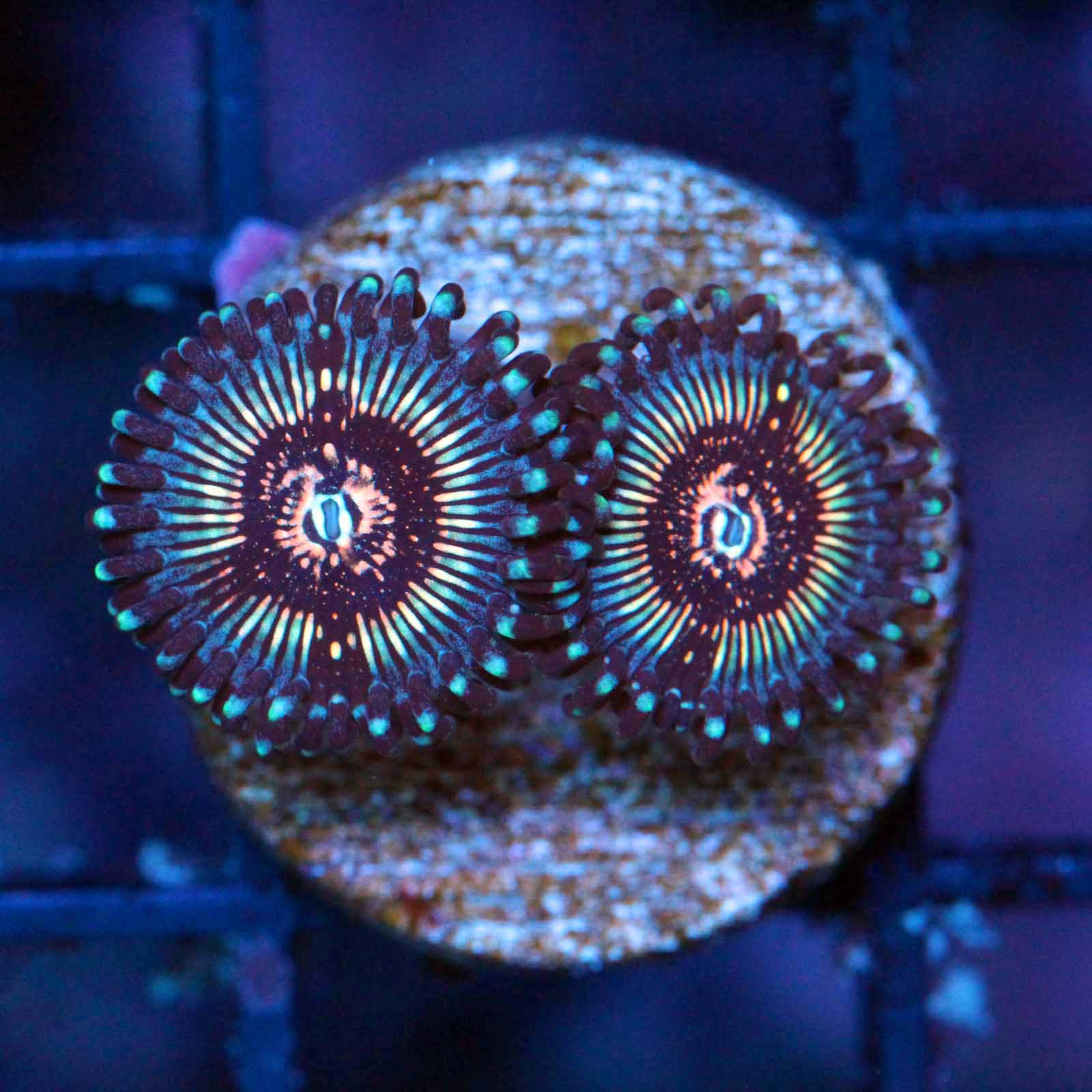 ZOANTHID-ZOAS-CORAL