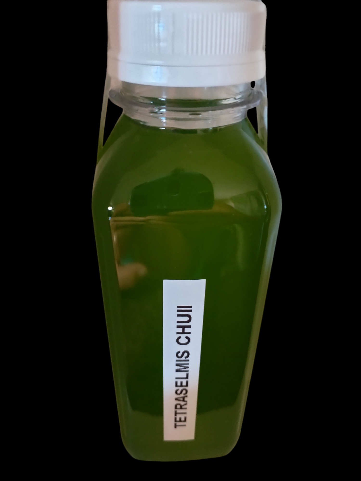 250 MLS-STARTER CULTURE-PHYTOPLANKTON