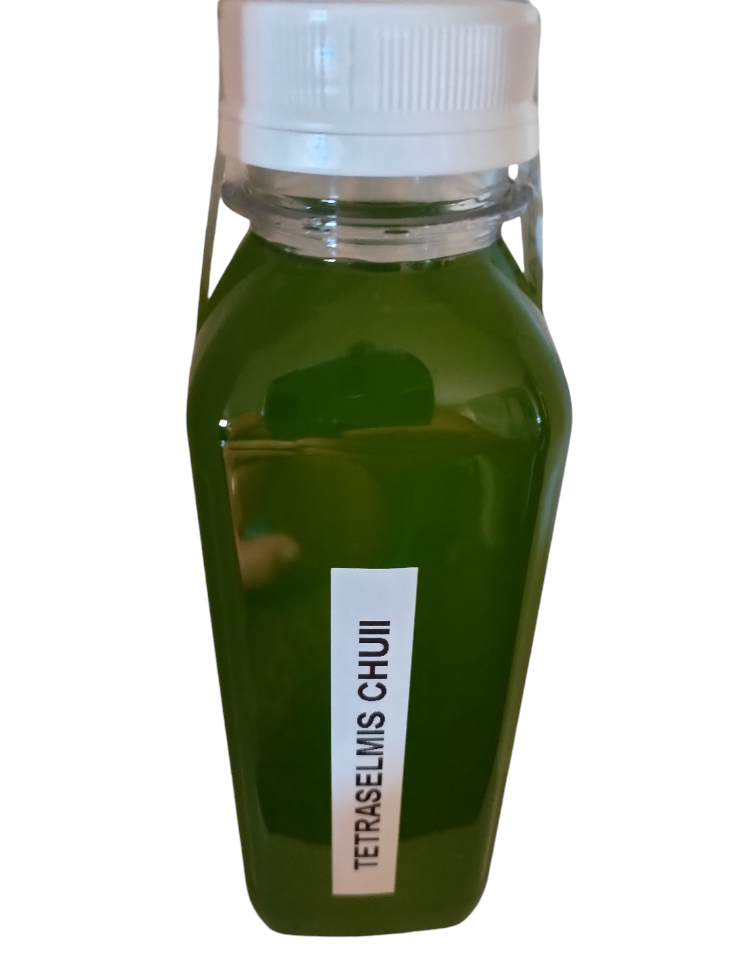 250 MLS-STARTER CULTURE-PHYTOPLANKTON