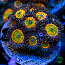 ZOANTHID-ZOAS-CORAL