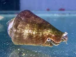 STROMBUS-CONCH-SNAIL