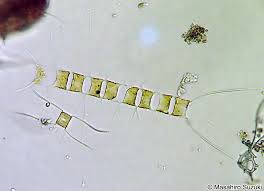 Chaetoceros muelleri "starter culture"