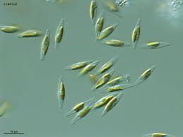 Phaeodactylum Tricornutum "starter culture"