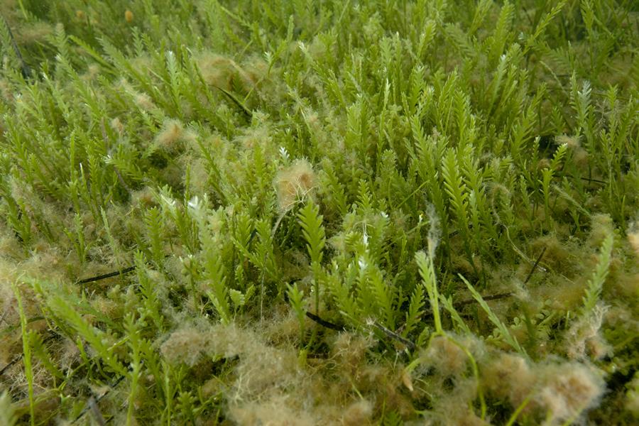 Caulerpa Remotifolia - Macro Algae