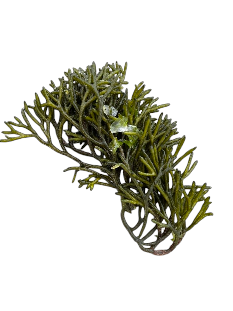 Codium Geppiorum