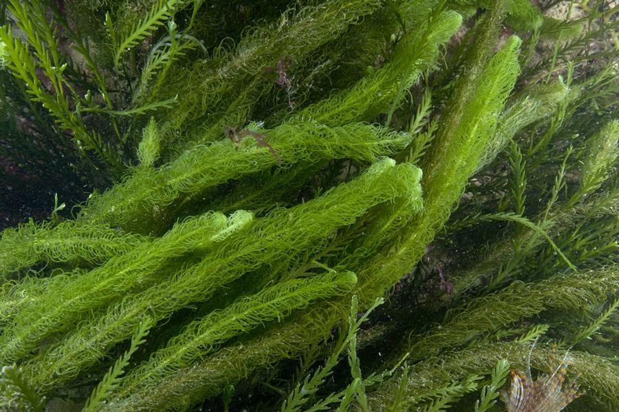 Caulerpa Longifolia - Macro algae