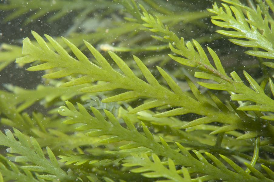 Caulerpa Remotifolia - Macro Algae