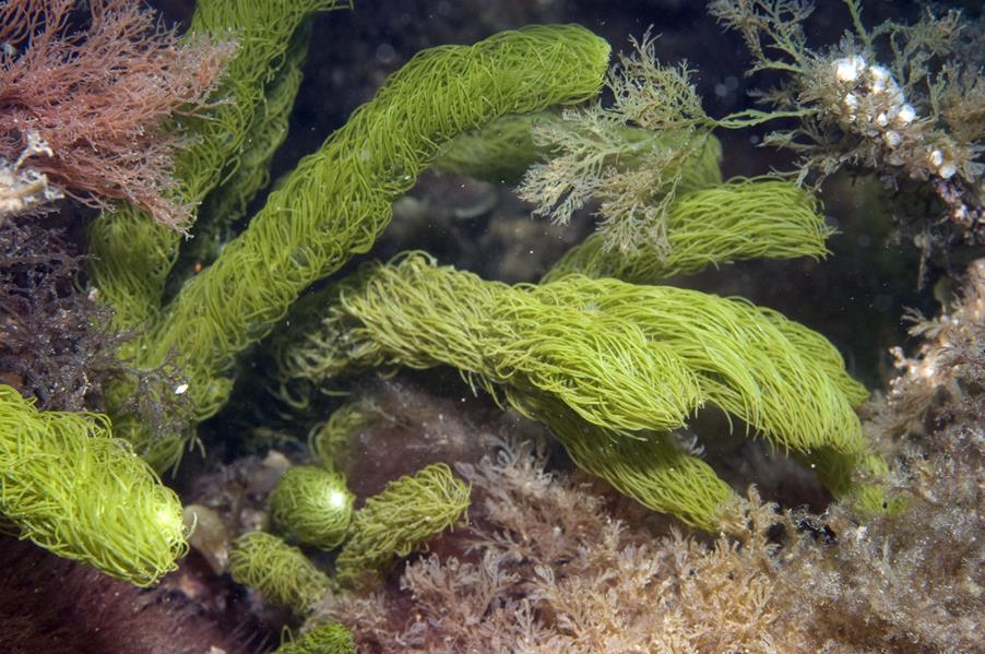 Caulerpa Longifolia - Macro algae