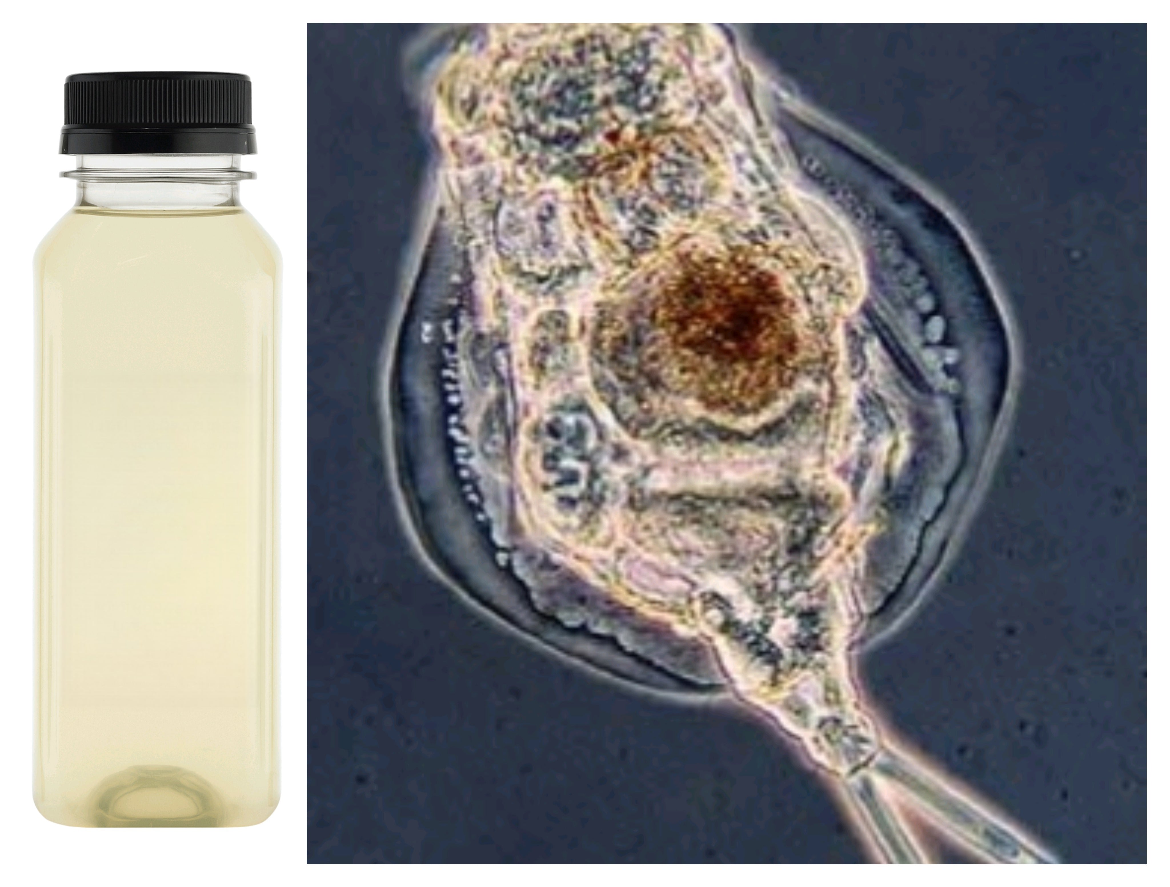 LIVE ROTIFERS