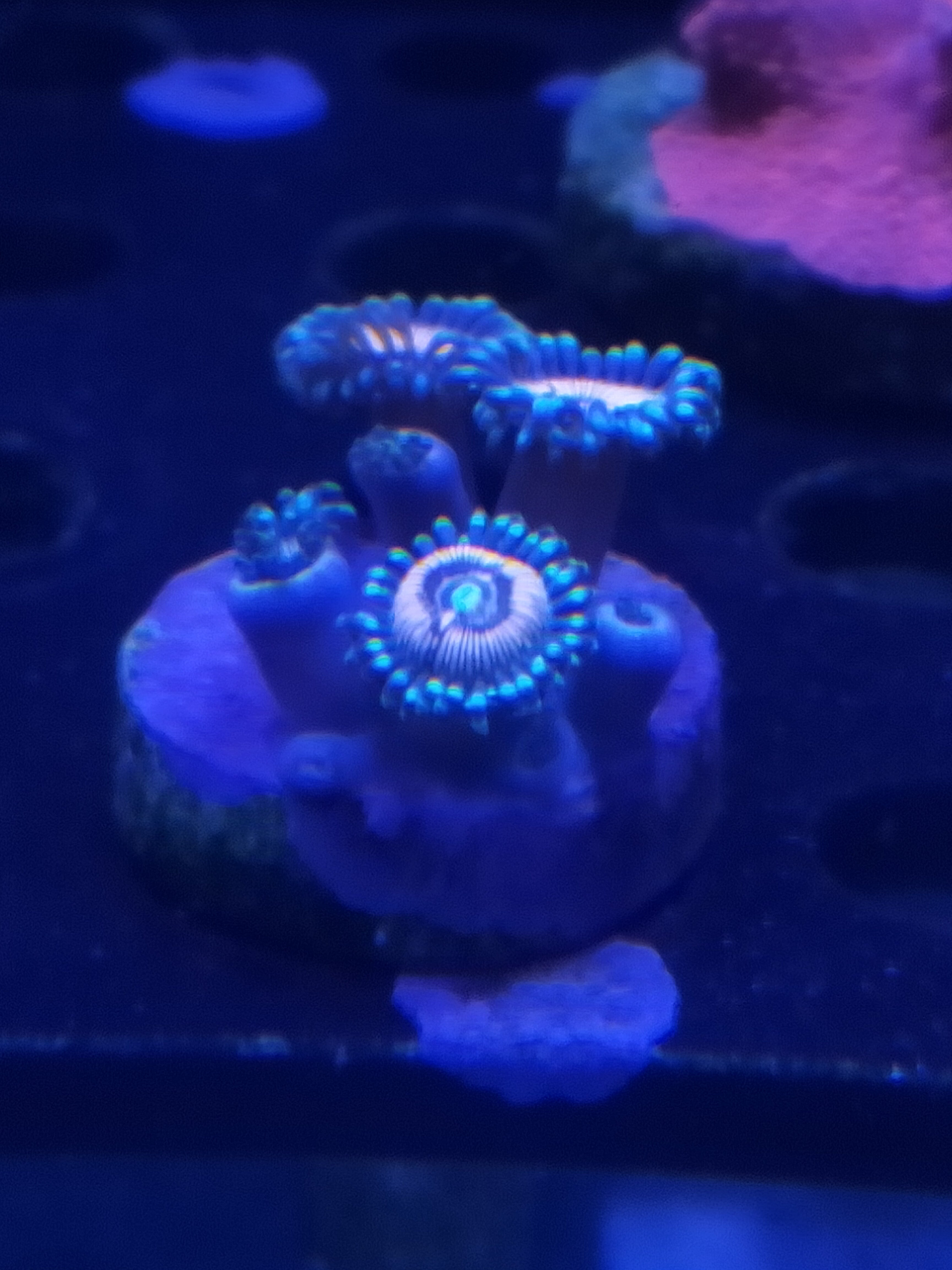 DRAGON SLAYER ZOANTHID