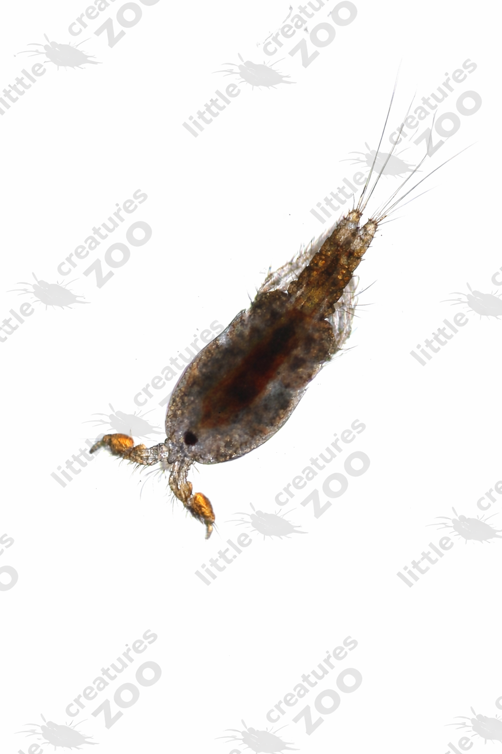 Copepods "Tigriopus"