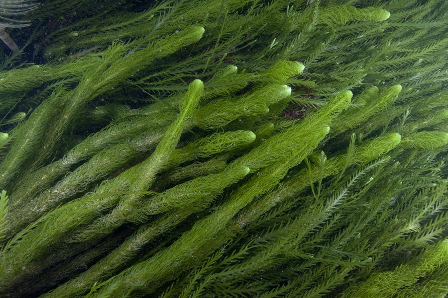 Caulerpa Longifolia - Macro algae