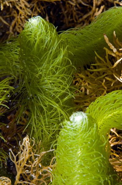 Caulerpa Longifolia - Macro algae