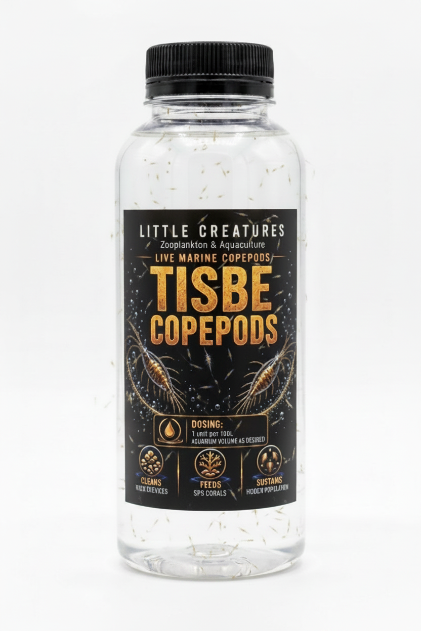 Live Tisbe Copepods