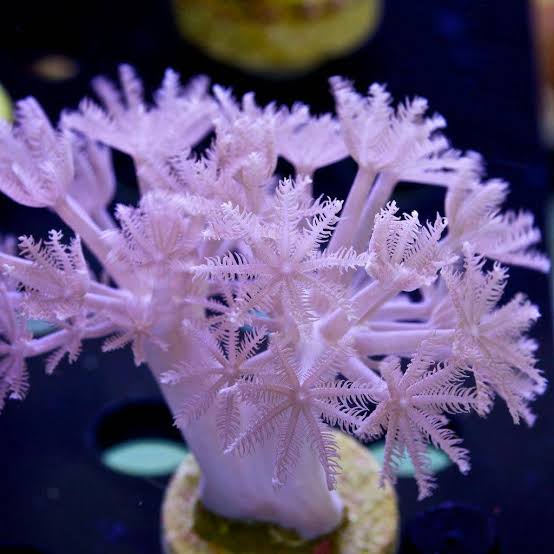 Pulsing Xenia 2-3" frag