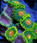 ZOANTHID-ZOAS-CORAL